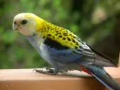 Perico Palido