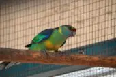 Perico de Barnard