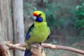 Perico de Tasmania