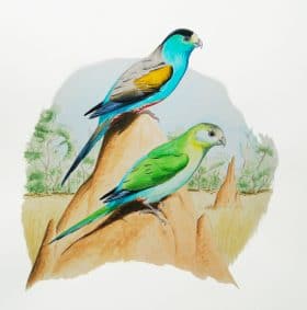 Golden-shouldered Parrot