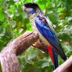 Perico Gracioso