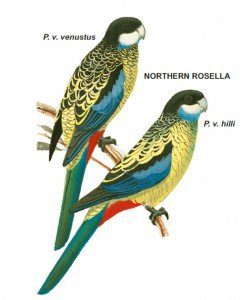 Northern Rosella