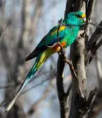 Perico Variado