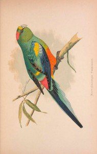 Mulga Parrot