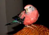 Periquito Rosado