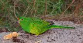 Perico Terrestre