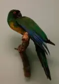 Papagayo Enmascarado