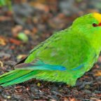 Perico Maorí Cabecigualdo