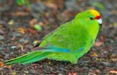 Perico Maorí Cabecigualdo