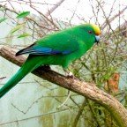 Perico Maorí Montano