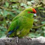 Perico Maori Rojo