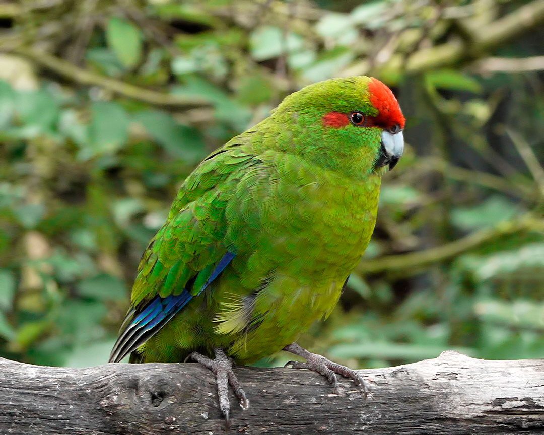 Maori red parakeet