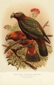 Illustration l`un Kaka.