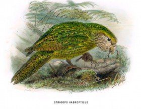 Illustration Kakapo