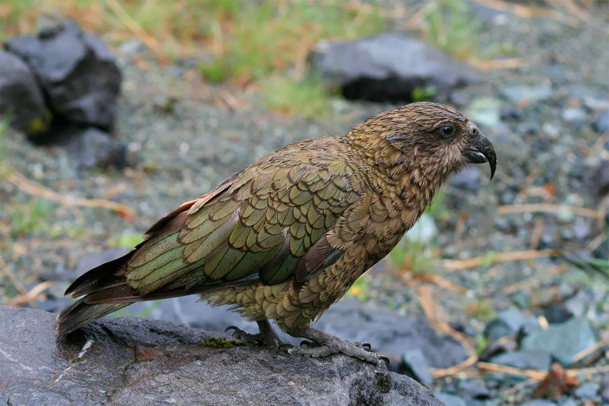 Papagaio-da-nova-zelândia