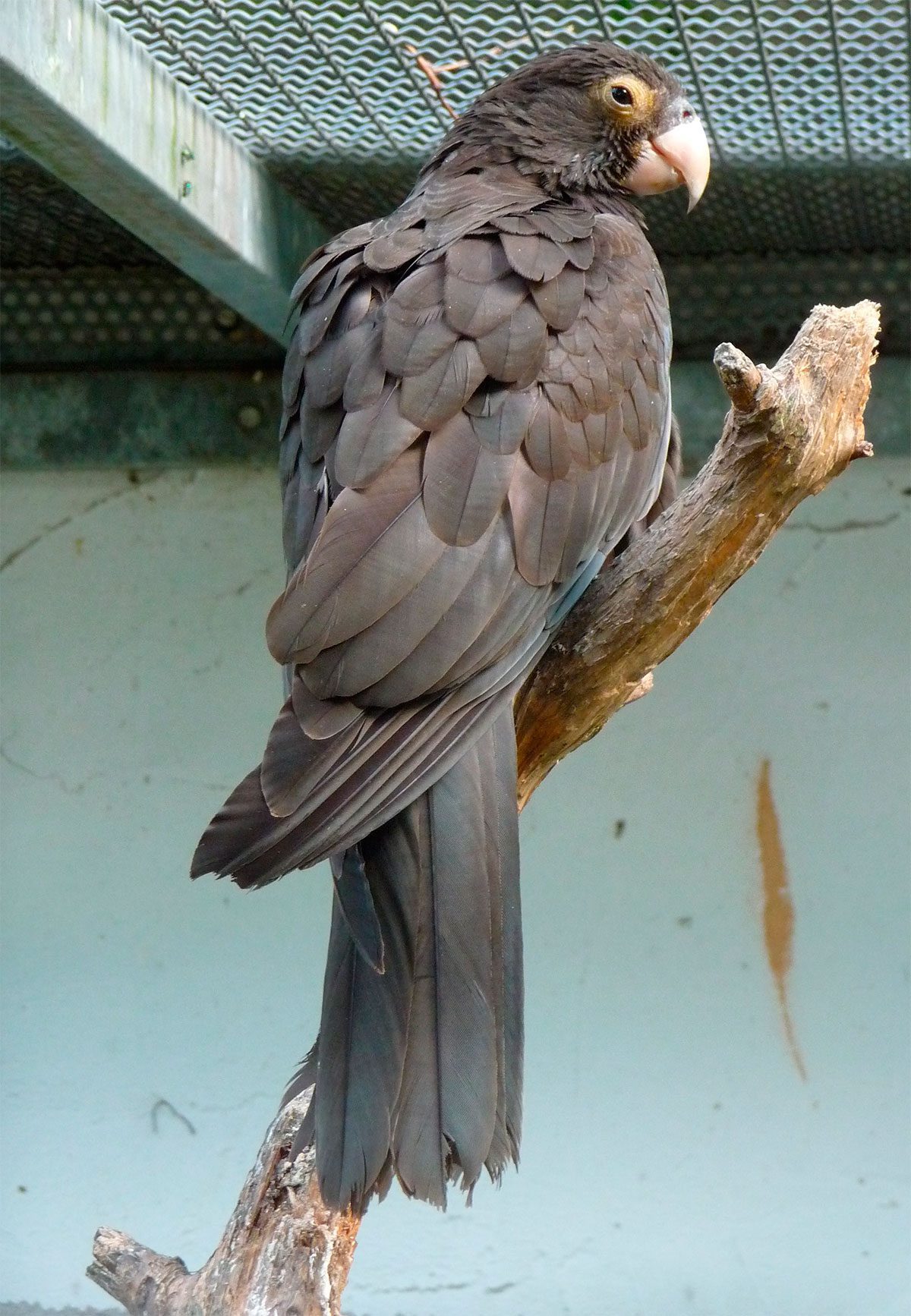Papagaio-vasa