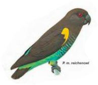 reichenowi par Parrots of the World – Forshaw Joseph M