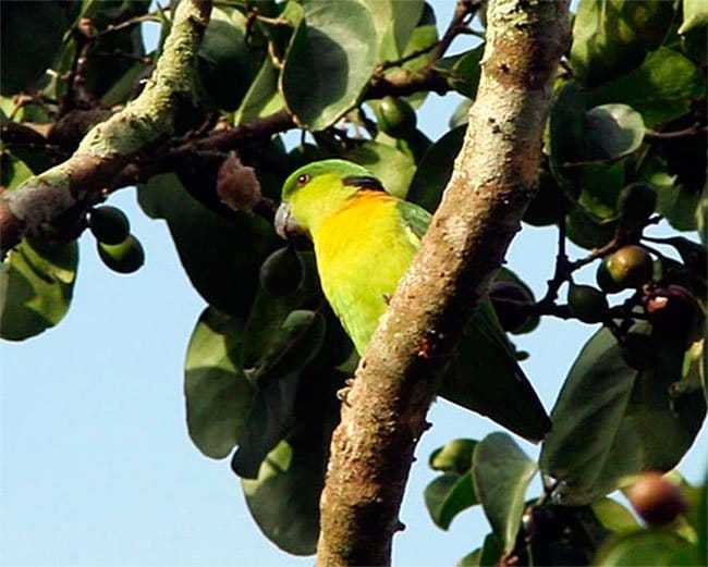 Image result for Black collared Lovebird