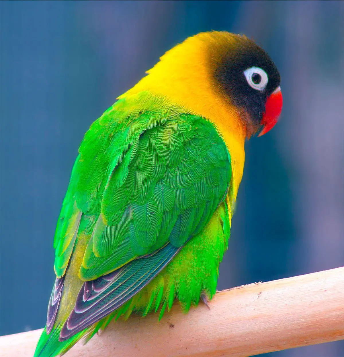 Rieuse Inseparables Agapornis Personatus Oiseau Exotique
