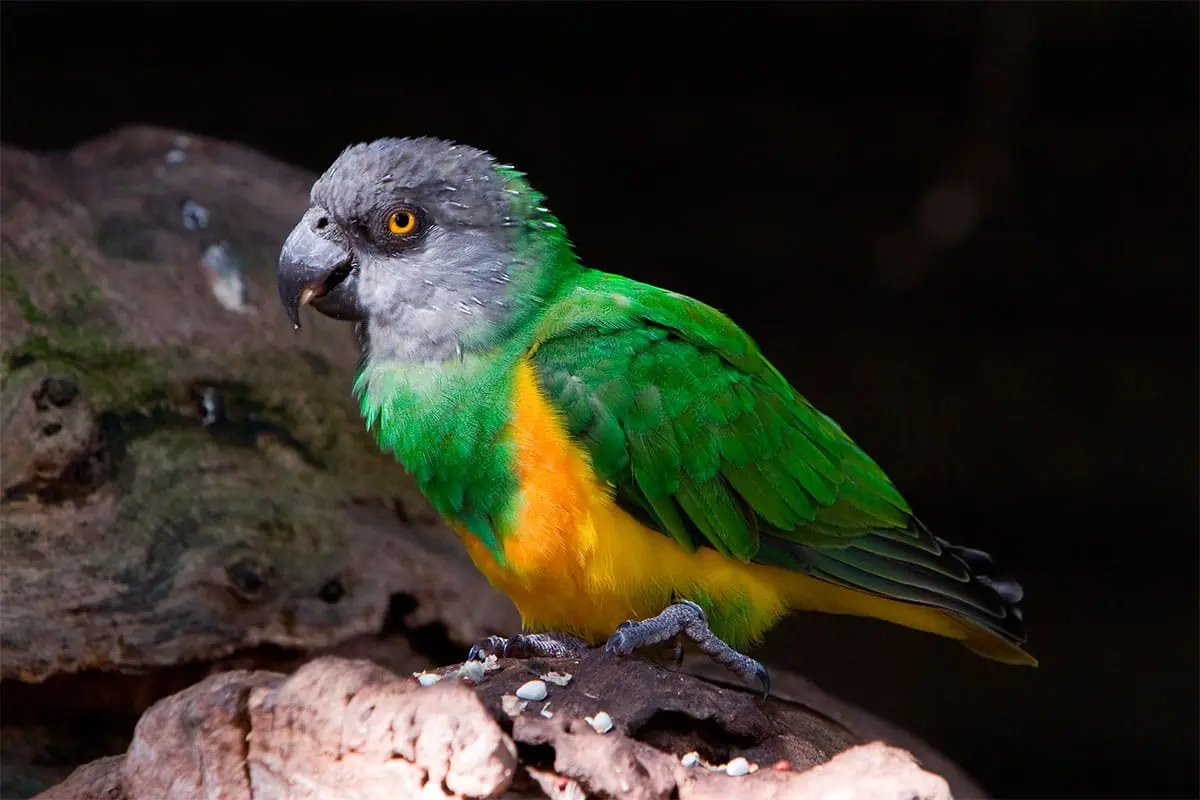 Lorito Senegalés (Poicephalus senegalus) - Aves exóticas | Mascotas