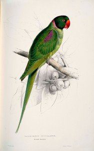 Abbildung Alexandrine Papagei