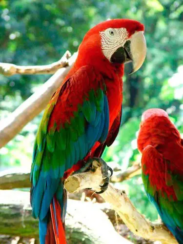 Red-and-green Macaw