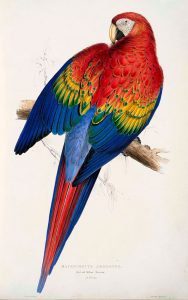 Ilustración Guacamayo Macao