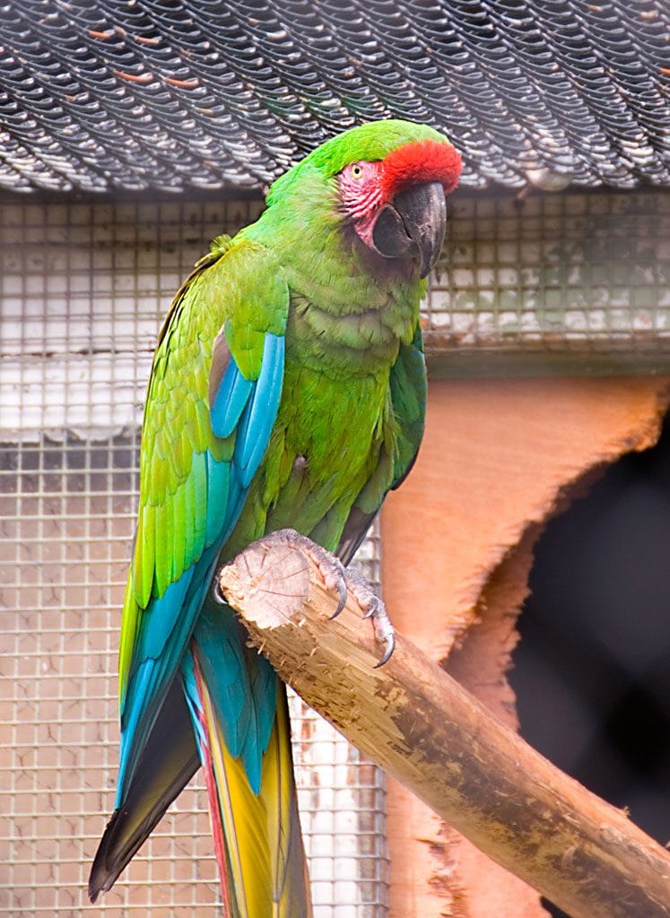 Guacamayo Militar