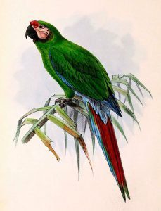 Illustration military Macaw