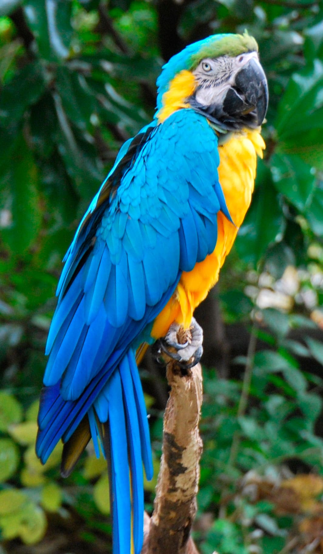Ara bleu (Ara ararauna) Oiseaux exotiques Animaux