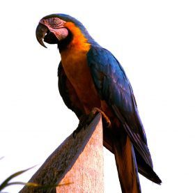 Guacamayo azuliamarillo