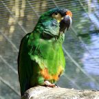 Guacamayo Maracaná