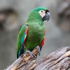 Guacamayo Severo