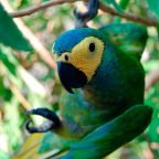 Guacamayo Ventrirrojo