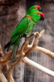 Cotorra Serrana Occidental