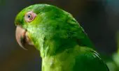 Aratinga de Socorro
