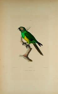 Aratinga Cabecifusca