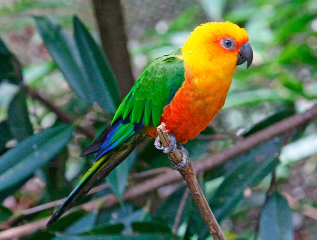 Jandaya Parakeet