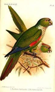 Black-capped Parakeet