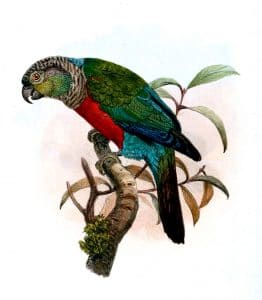 Crimson-bellied Parakeet