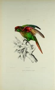 Blaze-winged Parakeet