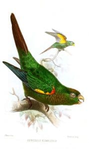 Conure aile-de-feu