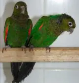Perico de Cola Negra