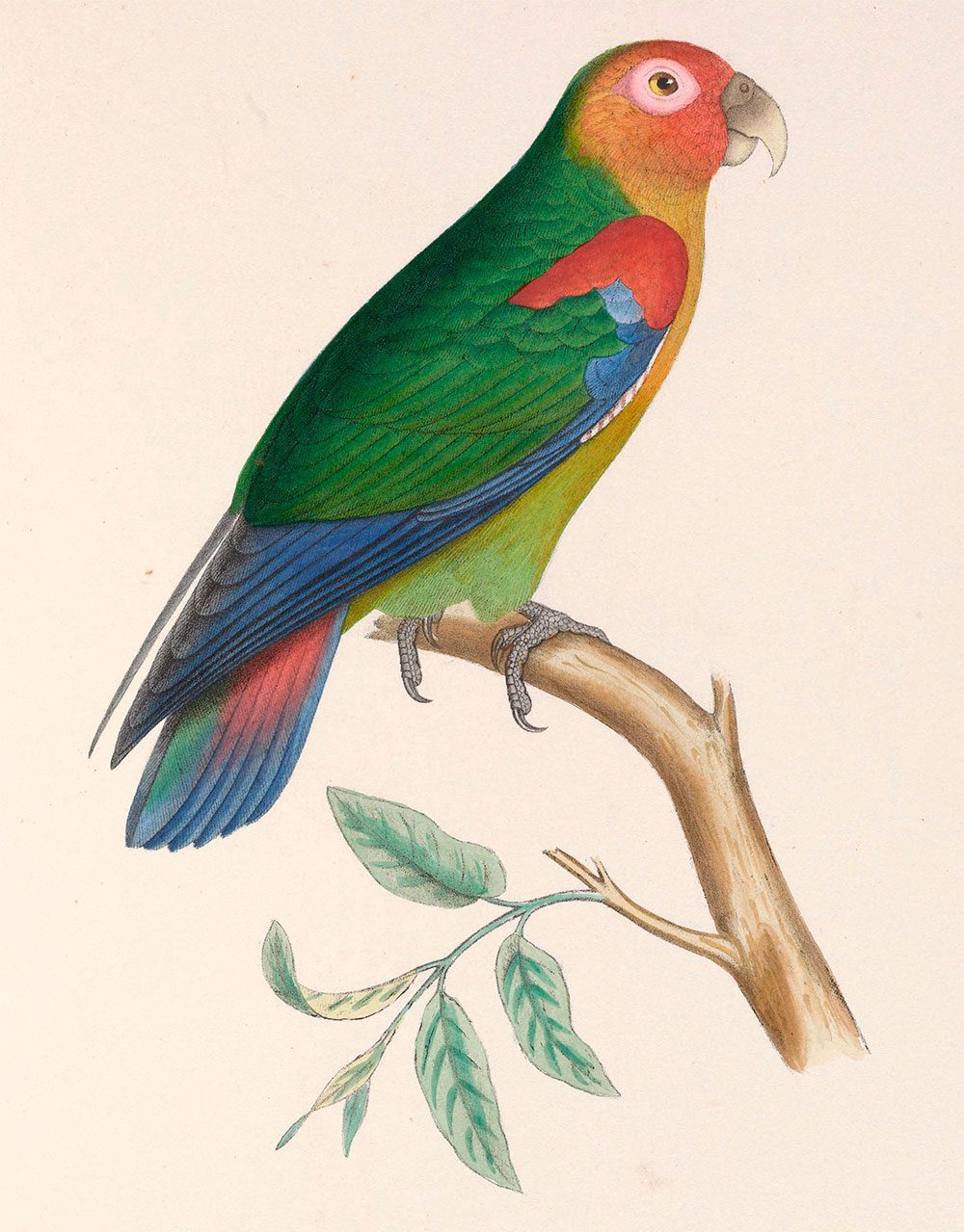 Rusty-faced Parrot
