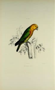 Saffron-headed Parrot