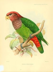 Purpurstirnpapagei