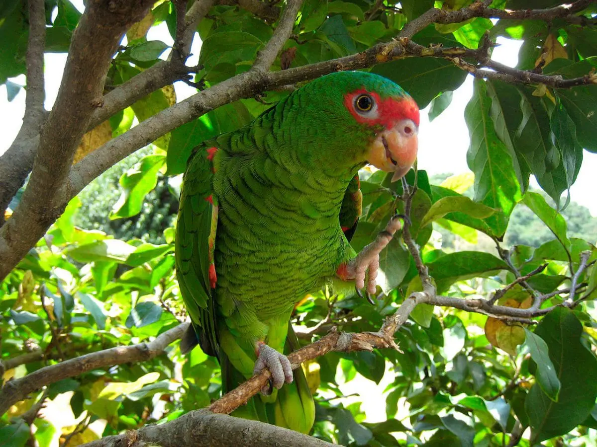 Papagaio-da-serra
