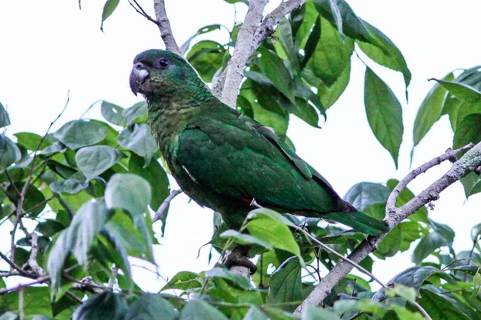Amazona Jamaicana Piquioscura
