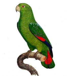 Black-billed Parrot