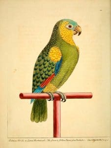 Yellow-shouldered Parrot